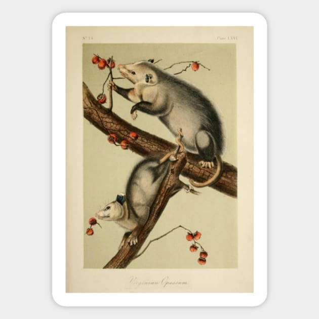 Vintage Opossums Sticker by bluespecsstudio